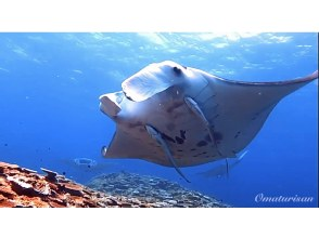 プランの魅力 You can meet manta rays and sea turtles! の画像