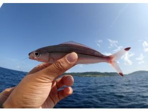 プランの魅力 泳がせ釣りの餌になる魚【グルクン】 の画像