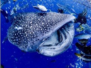 プランの魅力 Whale shark meal time の画像