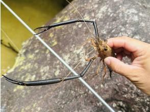 プランの魅力 The target is Okinawa's endemic species, the Konjin long-legged prawn の画像