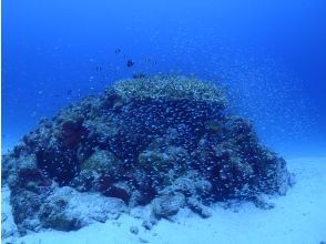 プランの魅力 サンゴに群がる熱帯魚 の画像