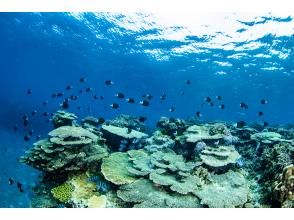 プランの魅力 サンゴの海 の画像