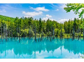 プランの魅力 美瑛青い池 の画像
