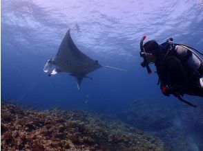 プランの魅力 マンタやウミガメと一緒に泳ごう♪ の画像