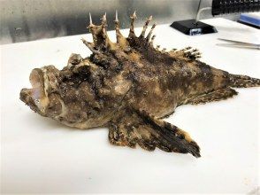 プランの魅力 危険な魚が釣れることも！でもご安心ください！ の画像