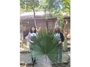 プランの魅力 오키나와의 생활과 함께 있는 쿠바의 잎 の画像