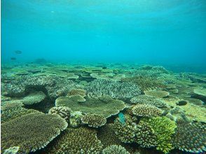 プランの魅力 Coral field の画像