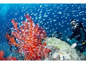 プランの魅力 水中には様々な生物つの出会い！ の画像