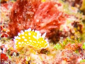プランの魅力 Are these tiny creatures cute? The world of sea slugs の画像