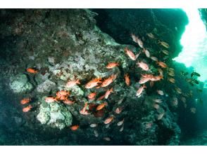 プランの魅力 There are even tiny creatures!! の画像