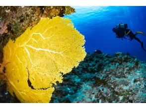 プランの魅力 Nocturnal? ? ? の画像