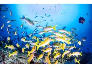 プランの魅力 big!!! の画像