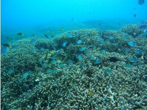 プランの魅力 瀬底島で一番魚が見れるポイント の画像