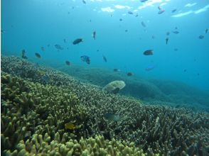 プランの魅力 Coral field の画像