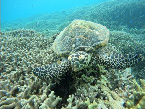 プランの魅力 The sea where sea turtles live の画像