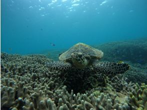 プランの魅力 The sea where sea turtles live の画像