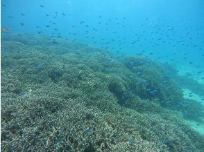 プランの魅力 Coral field の画像