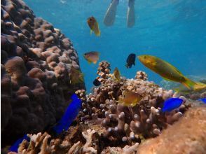 プランの魅力 Mini Snorkeling の画像