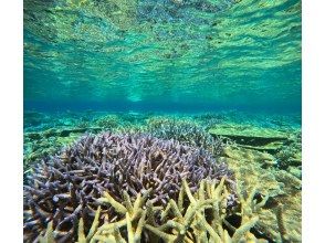 プランの魅力 綺麗な浅場のサンゴ礁 の画像