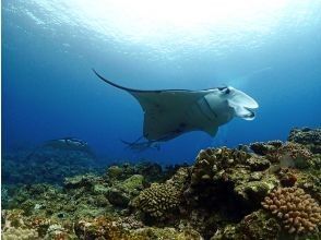 プランの魅力 The manta rays seen from below are a spectacular sight の画像