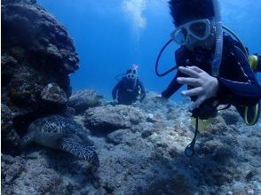 プランの魅力 100% chance of encountering sea turtles の画像