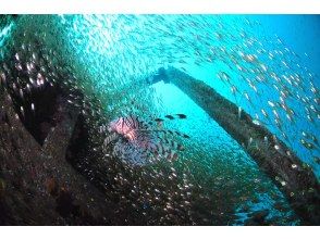 プランの魅力 沈船とハナミノカサゴ の画像