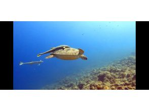 プランの魅力 Popular sea turtles! High chance of encountering them の画像