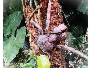 プランの魅力 日が沈んだら亜熱帯の動植物を探しに行こう の画像