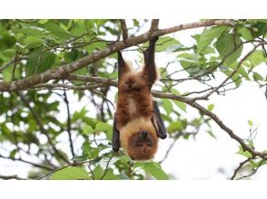 プランの魅力 どこか可愛い八重山オオコウモリ の画像