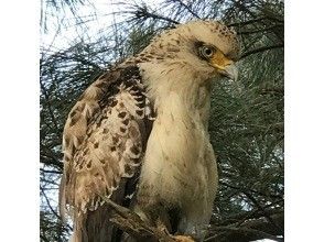 プランの魅力 カンムリワシ の画像