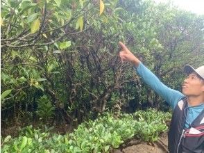 プランの魅力 奄美大島の若手認定ガイドがご案内！ の画像