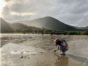 プランの魅力 干潟散策に夢中 の画像