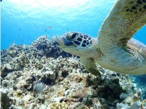 プランの魅力 Close-up snorkeling with sea turtles! Encounter rate over 98% の画像
