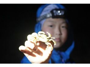 プランの魅力 ガイドが島の生き物たちをご紹介！ の画像