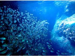 プランの魅力 魚群が見れるかも！ の画像