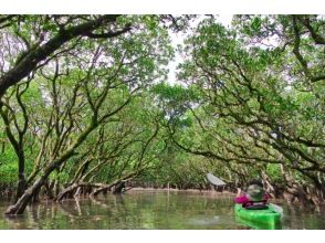 プランの魅力 Mangrove Tunnel の画像