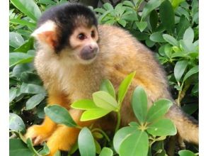 プランの魅力 Squirrel Monkey の画像