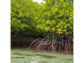 プランの魅力 Yaima Village Squirrel Monkey Tour, Nagra Ampar Mangrove SUP & Kayaking の画像