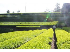 プランの魅力 できたての新茶を、茶園でいただきます。 の画像