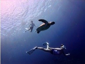 プランの魅力 바다 거북이 서 있는 바다 の画像