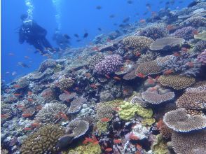 プランの魅力 圧巻のサンゴ礁 の画像