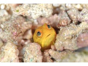 プランの魅力 マクロなフォト派にも の画像