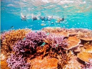 プランの魅力 熱帯魚・サンゴ・ニモ・ウミガメ全部ご案内！ の画像