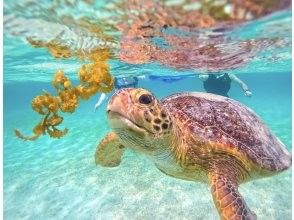 プランの魅力 ウミガメ遭遇率100%継続！ の画像