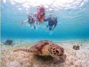 プランの魅力 ウミガメ遭遇率100％継続中☆ の画像