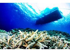 プランの魅力 海に入った瞬間の感動 の画像