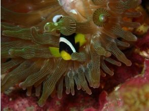 プランの魅力 生物満載 の画像