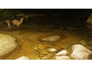 プランの魅力 ヤクシカとの出会いがあるかも？！ の画像