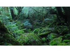 プランの魅力 静かな苔むす森へ の画像