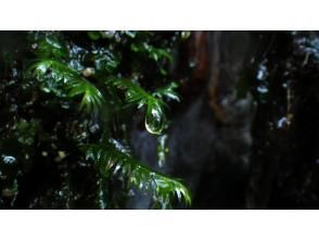 プランの魅力 雨の日にしか見れない雫 の画像